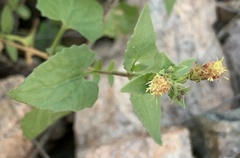 Brickellia coulteri