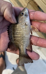 Lutjanus griseus
