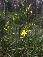 Bulbine bulbosa