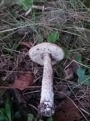 Leccinum scabrum