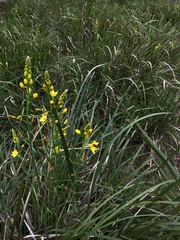 Bulbine bulbosa