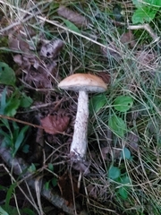 Leccinum scabrum