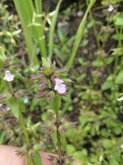 Stachys arvensis