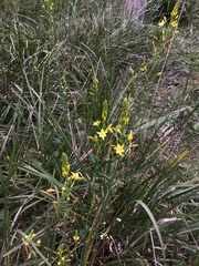 Bulbine bulbosa