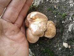 Rhizopogon