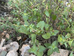 Brickellia coulteri