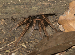 Acanthoscurria simoensi