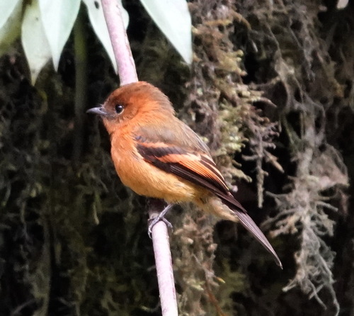 Cinnamon Flycatcher