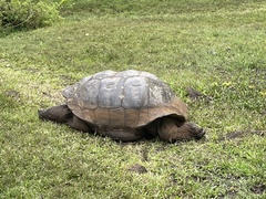 Chelonoidis niger porteri