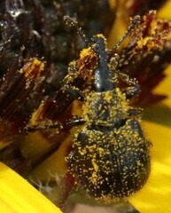 Haplorhynchites aeneus