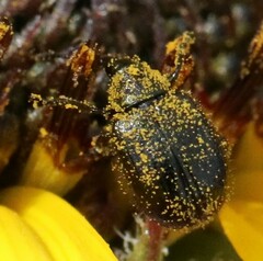 Haplorhynchites aeneus