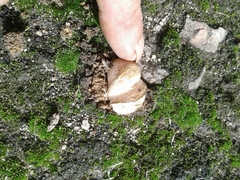 Rhizopogon
