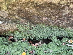 Marchantia polymorpha