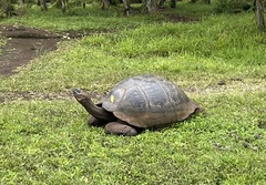 Chelonoidis niger porteri