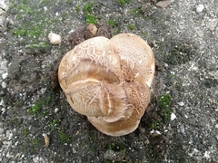 Rhizopogon