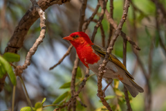 Anaplectes rubriceps rubriceps