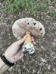 Xanthoconium purpureum