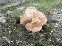 Rhizopogon