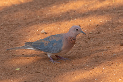 Streptopelia senegalensis senegalensis