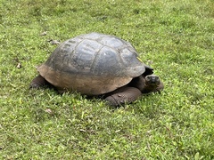 Chelonoidis niger porteri