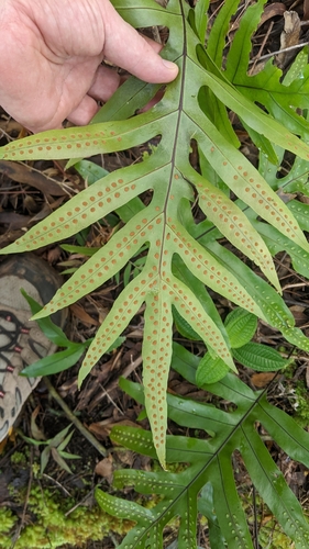 Microsorum grossum