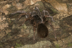 Acanthoscurria simoensi