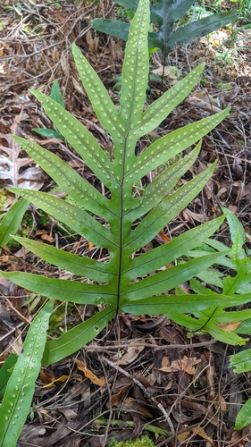 Microsorum grossum
