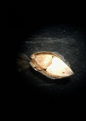 Eleocharis tuberculosa