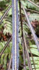 Pseudopanax crassifolius