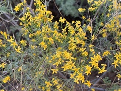 Gutierrezia sarothrae