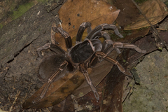 Acanthoscurria simoensi