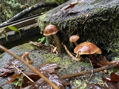Armillaria nabsnona