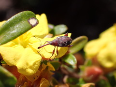 Meriphus guttatus