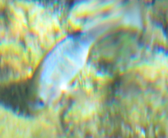 Cyprinodon nevadensis