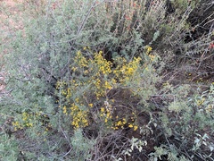 Gutierrezia sarothrae