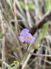 Agalinis maritima