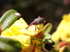 Meriphus guttatus