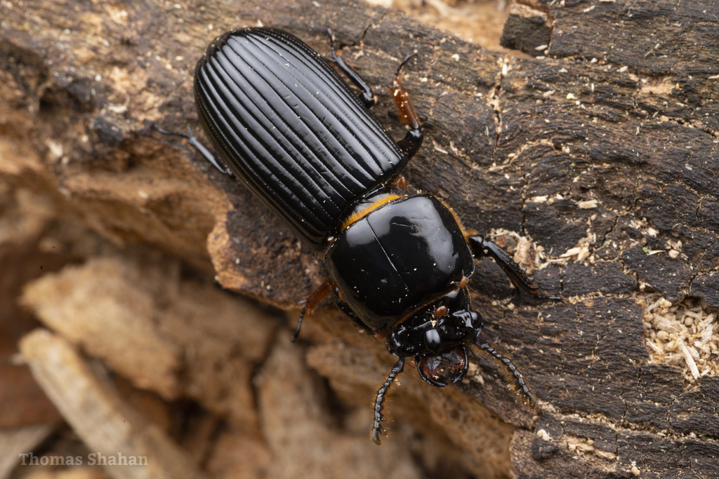 Horned Passalus Beetle in October 2022 by Thomas Shahan · iNaturalist