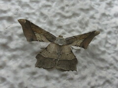 Krananda latimarginaria