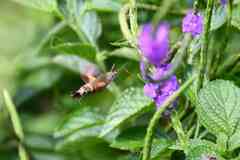 Macroglossum