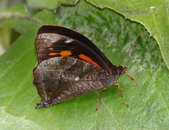 Corades medeba medeba