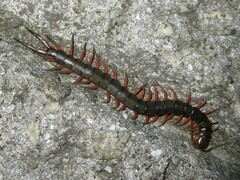 Scolopendra japonica