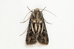 Agrotis gladiaria