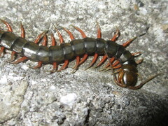 Scolopendra japonica