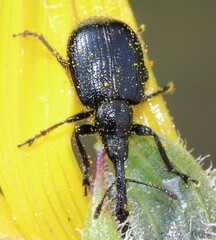 Haplorhynchites aeneus