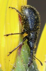 Haplorhynchites aeneus