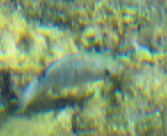 Cyprinodon nevadensis