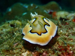 Goniobranchus coi