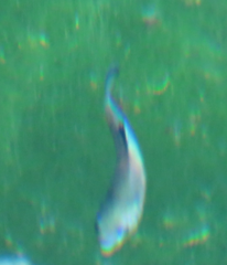 Cyprinodon nevadensis