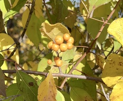 Celastrus orbiculatus